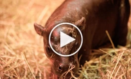 تولد یک اسب آبی کوتوله کمیاب